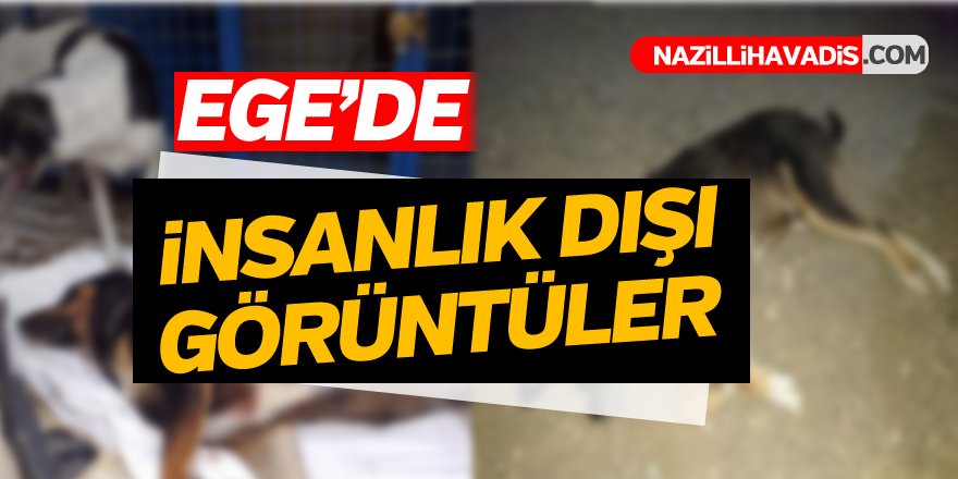 Ege'de insanlık Dışı Görüntüler