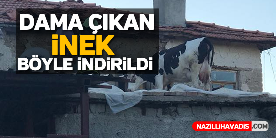 Dama çıkan inek böyle indirildi