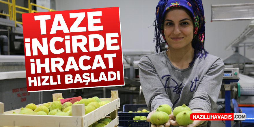 Taze incirde ihracat hızlı başladı