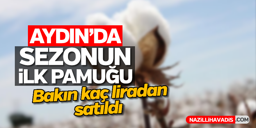 Aydın'da sezonun ilk pamuğu bakın kaç liradan satıldı