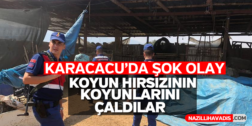 Koyun hırsızının koyunlarını çaldılar