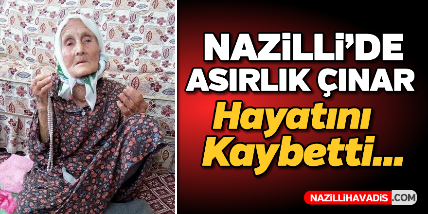 Nazilli'de asırlık çınar hayatını kaybetti