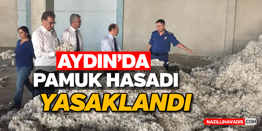 Aydın'da pamuk hasadı yasaklandı