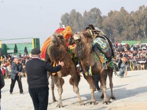 Germencik Deve Güreşleri Kıran Kırana Geçti