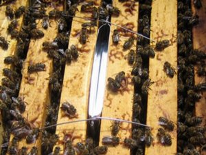'Varroa' Hastalığıyla Mücadele Başlatıldı