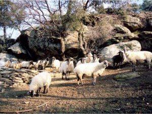 Aydın’da Hayvancılık Destek Ödemeleri Yapıldı