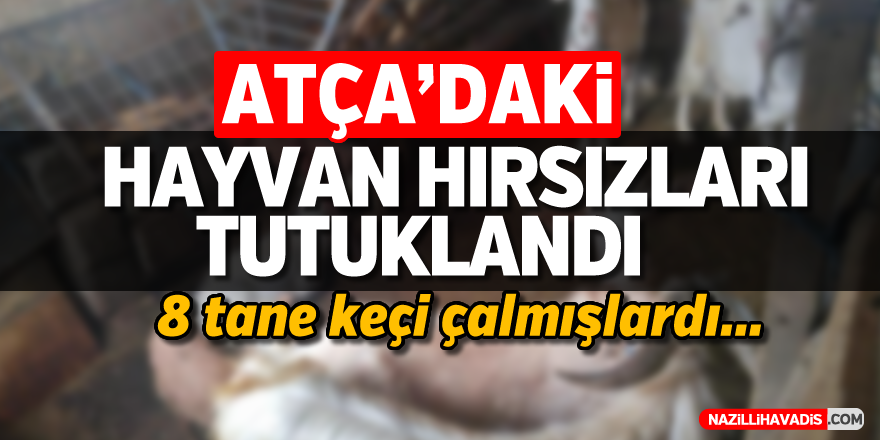 Atça'daki hayvan hırsızları tutuklandı