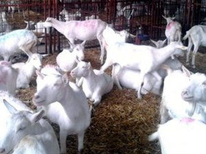 'Saanen Irkı Keçi Yetiştiriciliği Projesi' Hayata Geçti