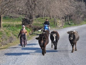 İnekleri Kural İhlali Yapan Çobana 200 TL Ceza Kesildi