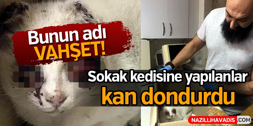 Sokak kedisine yapılanlar kan dondurdu