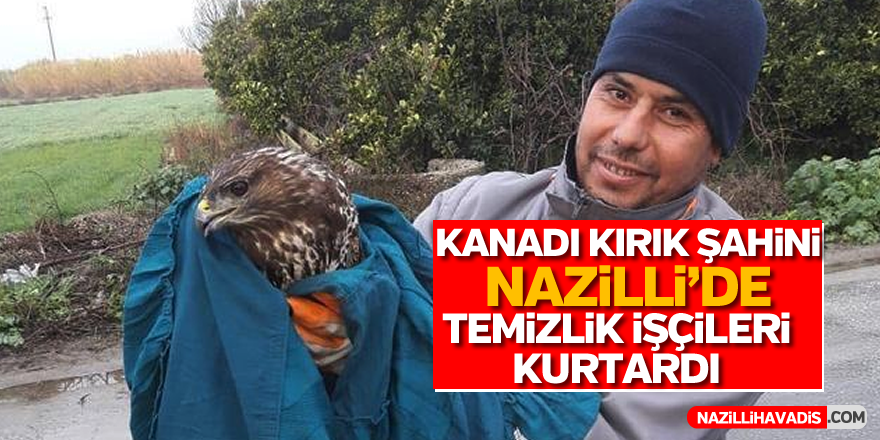 Kanadı kırık şahini temizlik işçileri kurtardı