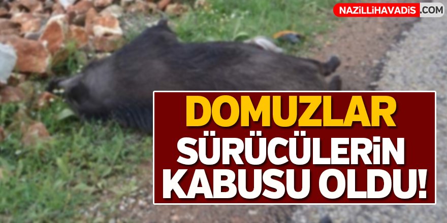 Karacasu'da Domuzlar Sürücülerin Kabusu Oldu!