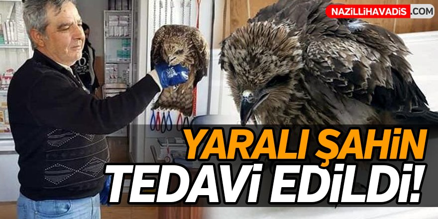 Nazilli'de Yaralı Şahin Tedavi Edildi!