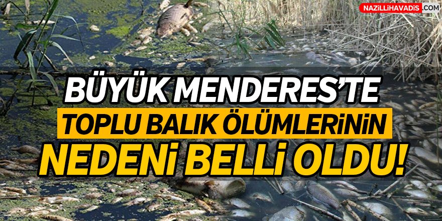 Büyük Menderes'teki toplu balık ölümleri soruşturmasında karar verildi!