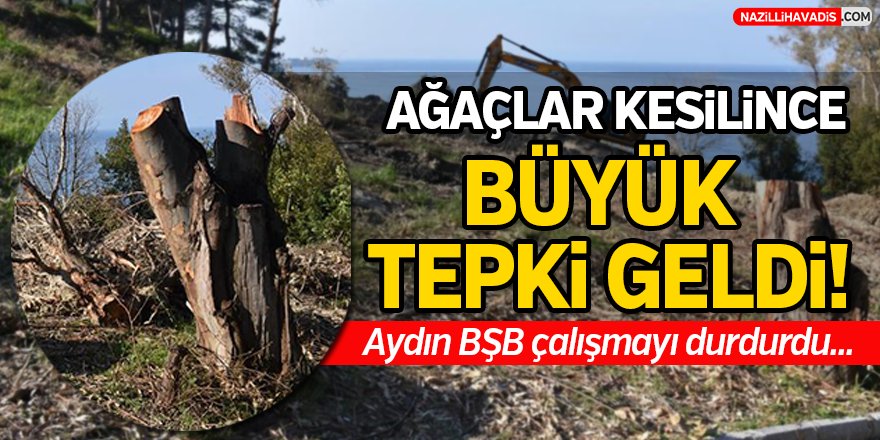 Ağaçlar Kesilince Büyük Tepki Geldi!