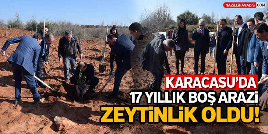 Karacasu'da Boş Arazi Zeytinlik Oldu!