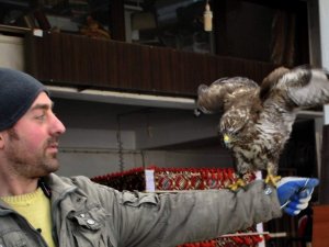 Atölye'de Şahin Besliyor