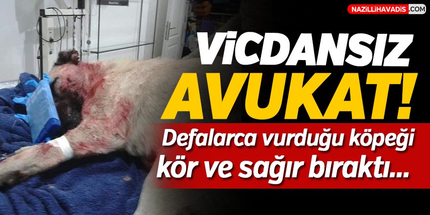 Aydın'da Avukat Sokak Köpeğini Darp Etti!