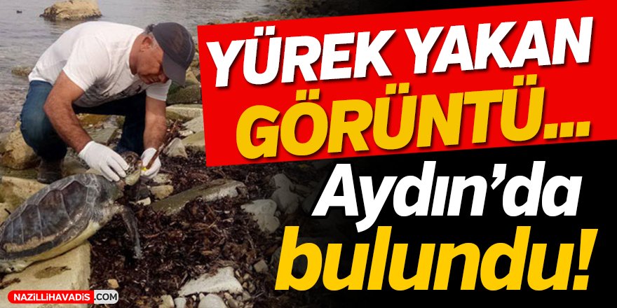 Aydın'da Yürek Yakan Görüntü!