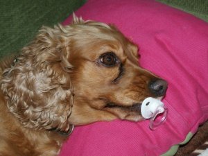 Bu Köpek Kendini Bebek Zannediyor