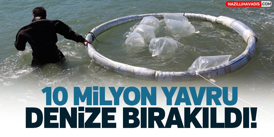 10 Milyon Yavru Denize Bırakıldı!