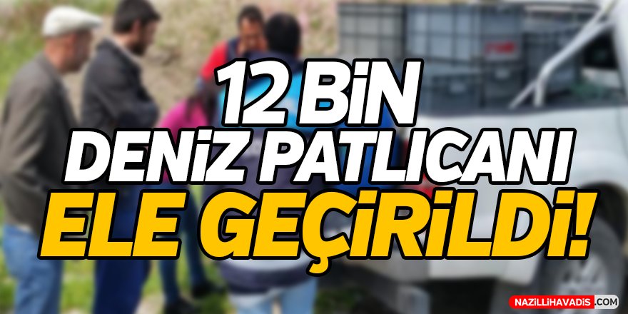 12 Bin Deniz Patlıcanı Ele Geçirildi!