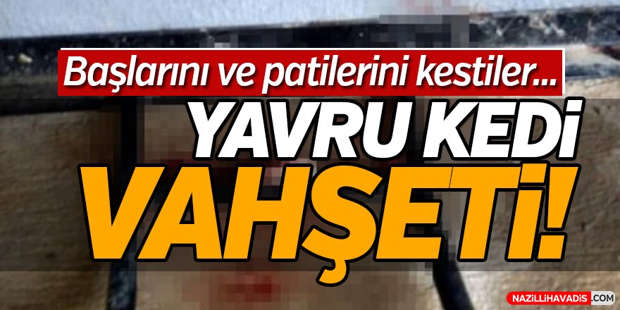 Yavru Kedi Vahşeti!