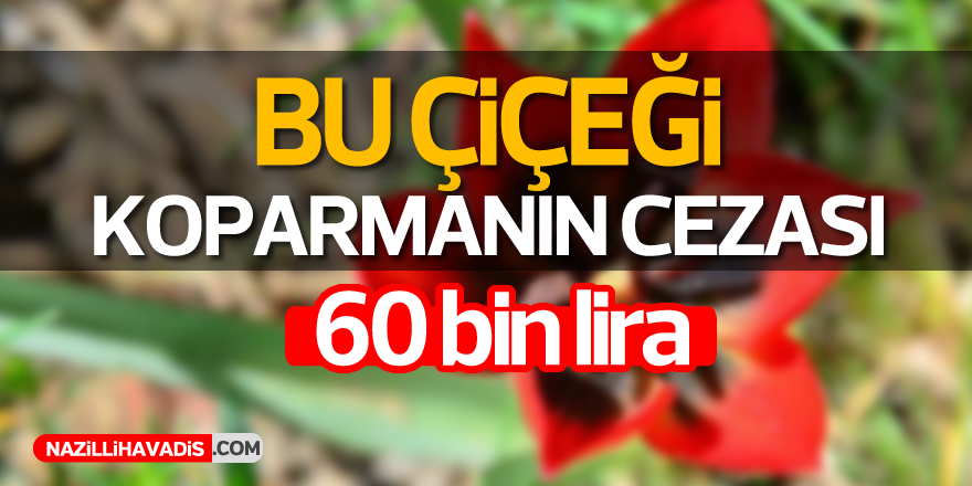 Bu laleyi koparmanın cezası 60 bin lira!