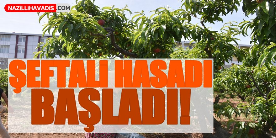 Aydın'da şeftali hasadı başladı!