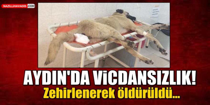 Aydın'da Vicdansızlık!