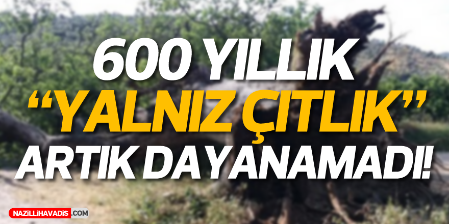 600 yıllık ağaç artık dayanamadı!