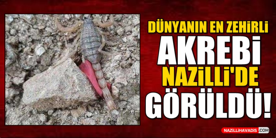 Dünyanın En Zehirli Akrebi Nazilli’de Görüldü!