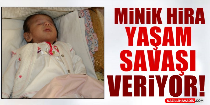 Nazilli'de Minik Hira Yaşam Savaşı Veriyor!