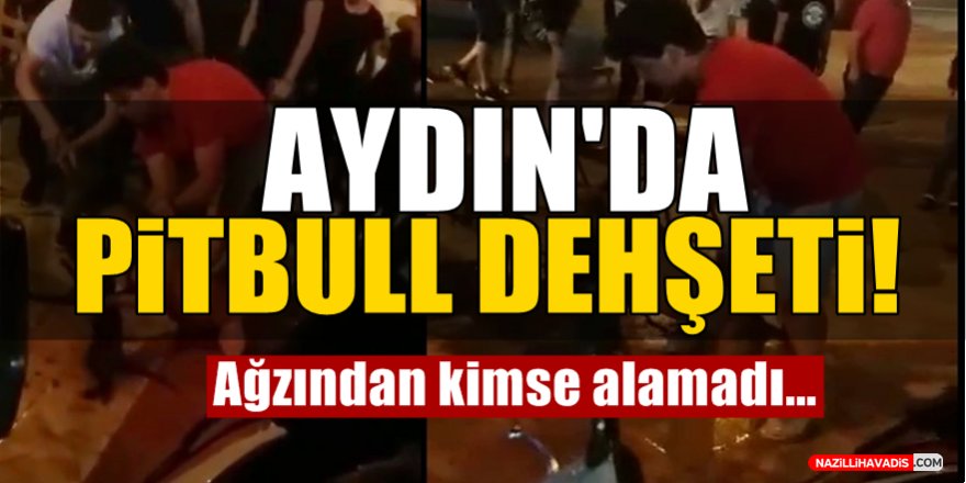 Aydın'da Pitbull Dehşeti!