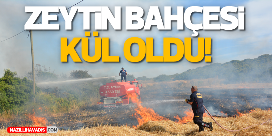 Zeytin bahçesi kül oldu!