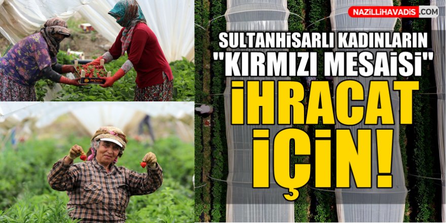 Sultanhisarlı kadınların "kırmızı mesaisi" ihracat için!