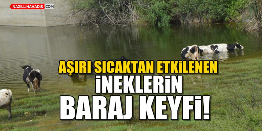 Aşırı sıcaktan etkilenen ineklerin baraj keyfi!