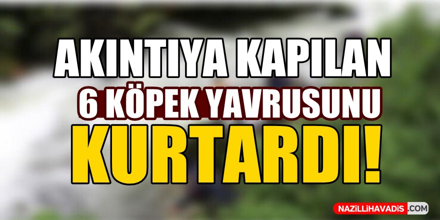 Akıntıya kapılan 6 köpek yavrusunu kurtardı!