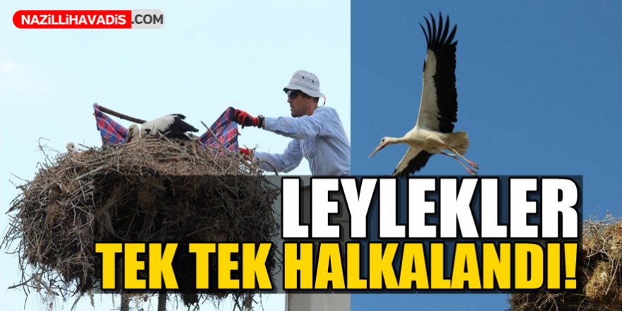 Leylekler  Tek Tek Halkalandı!