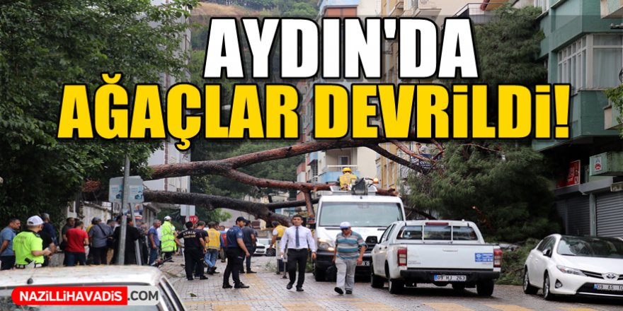 Aydın'da ağaçlar devrildi!