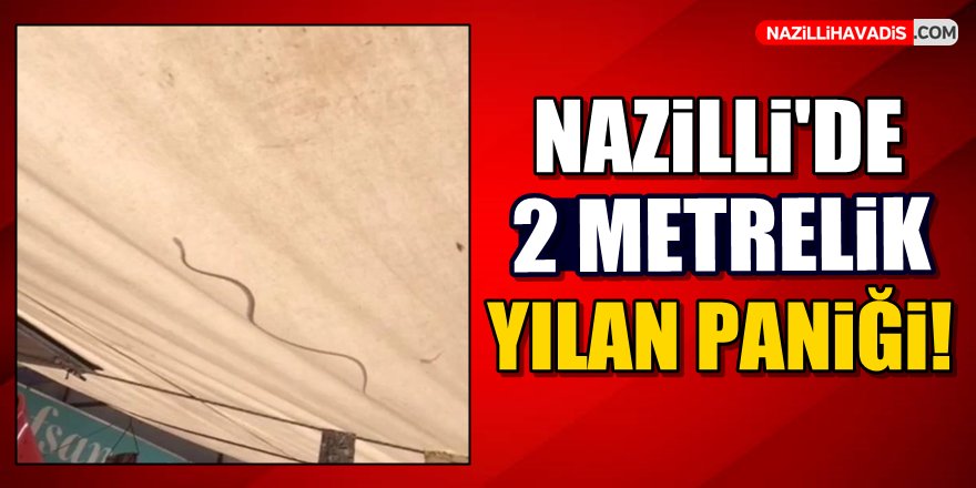 Nazilli'de Yılan Paniği!