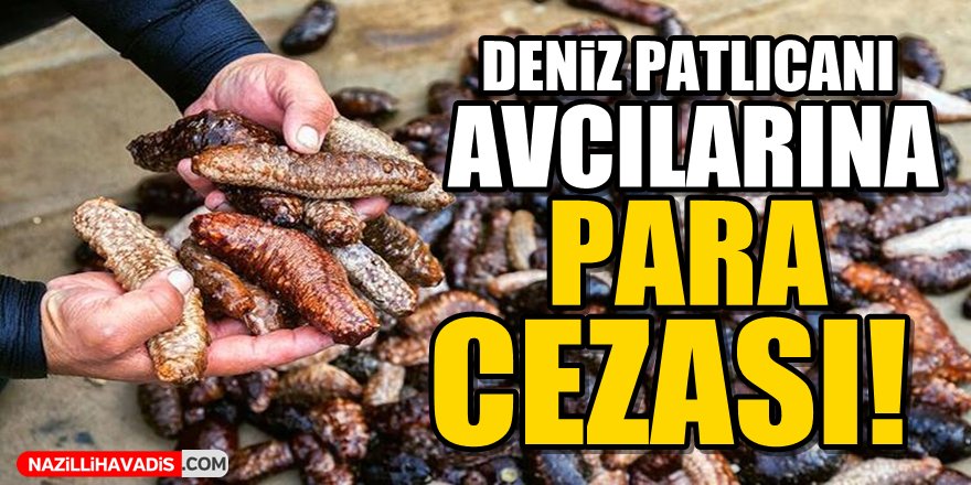 Deniz patlıcanı avcılarına para cezası!