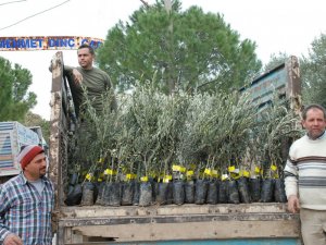 İl Özel İdaresinden Didim’e 32 Bin Zeytin Fidanı