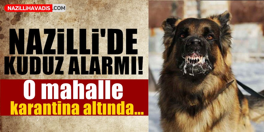 Nazilli'de Kuduz Alarmı!