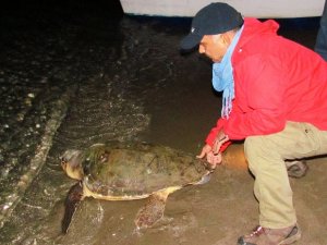 Kuşadası’nda Yaralı Caretta Caretta Kurtarıldı