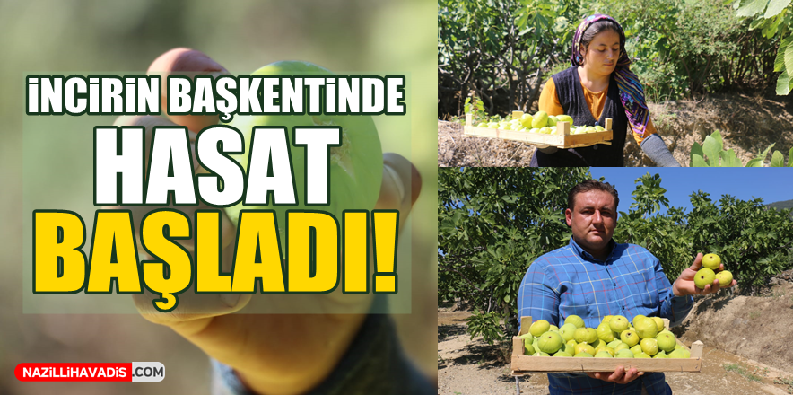 İncirin başkentinde hasat başladı