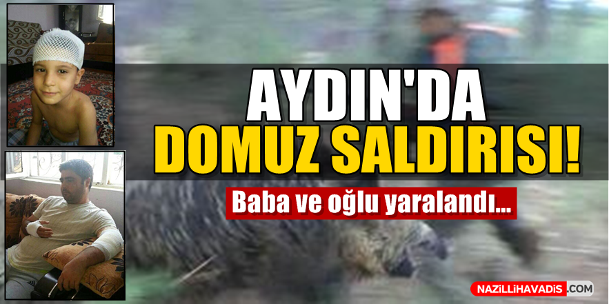 Aydın'da Domuz Saldırısı!