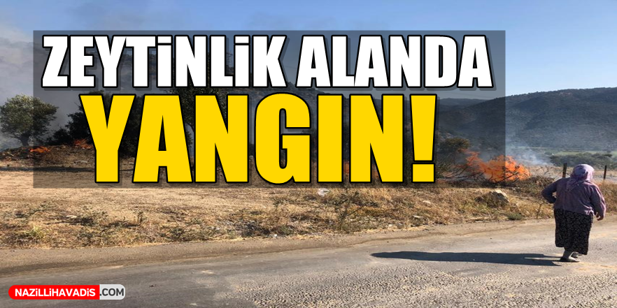 Zeytinlik alanda yangın!