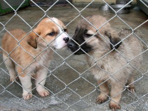 Sokak Hayvanları Geri Dönüşümle Beslenecek