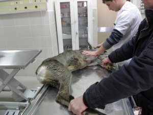 Trabzon’da Yasak Avlananlara Para Cezası